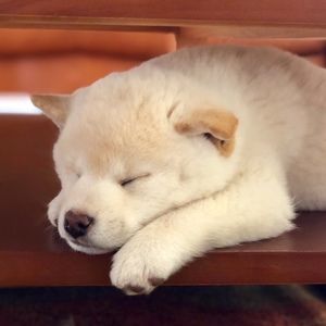 Meet your Posher, Raina